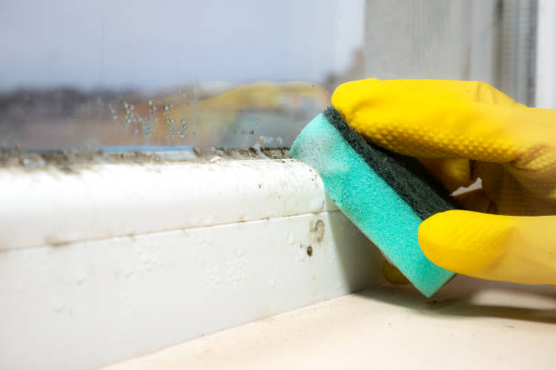 Best Certified Mold Removal  in Elgin, OR