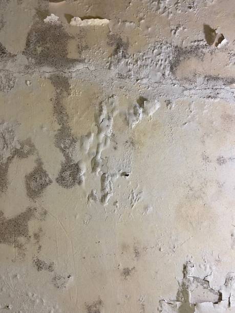 Best Local Mold Removal Service  in Elgin, OR
