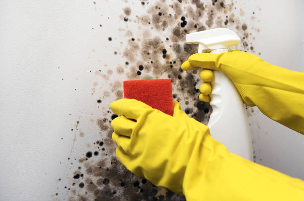 Professional Mold Removal in Elgin, OR